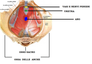 verona si prostatita